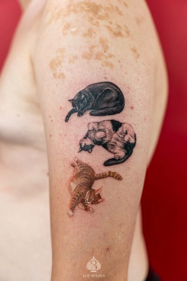 Color Micro-realism Cats Tattoo