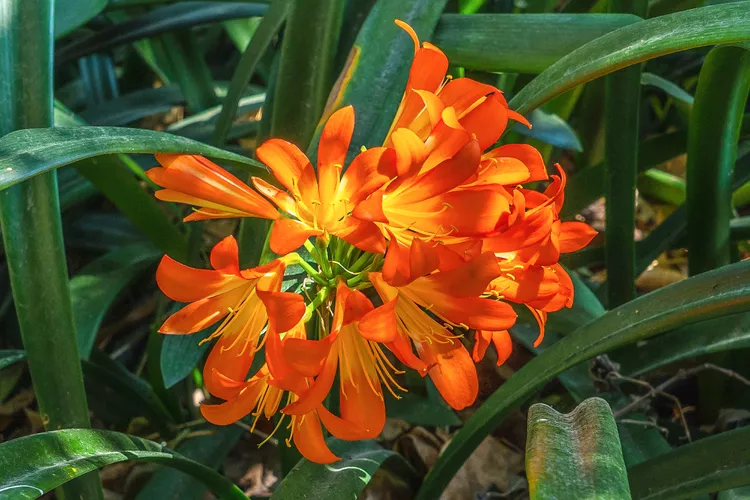 Fire Lily Tattoo Meaning: The Story Behind the Flower That Blooms After the Burn